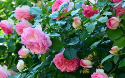 Il Giardino di Rose