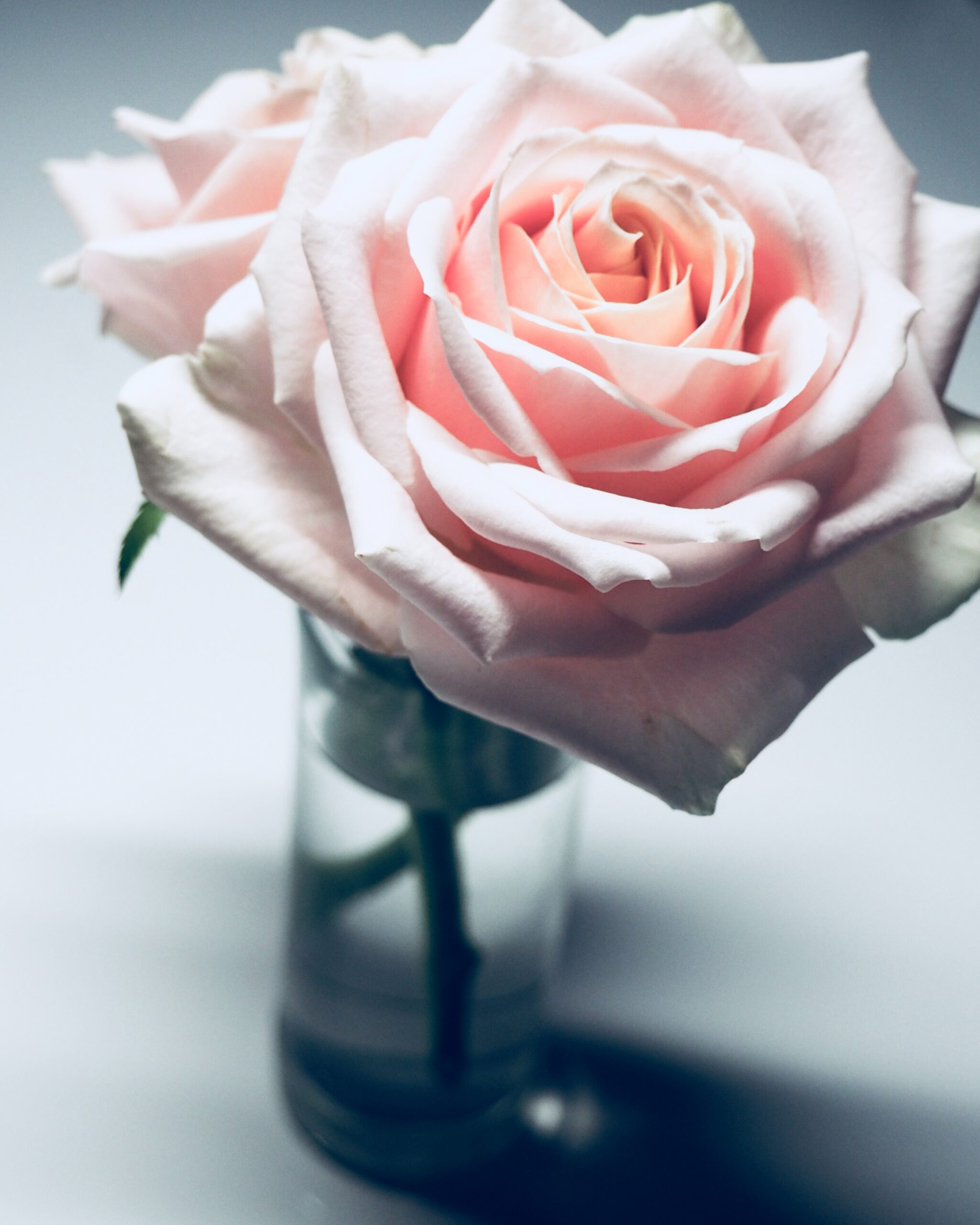 rosa_rosa