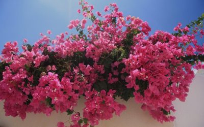Il rosa dell’attesa