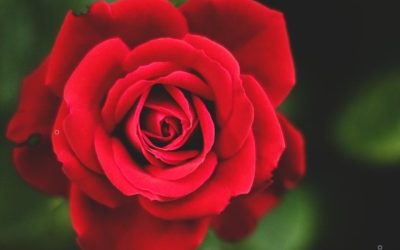 Il rosso dell’attesa